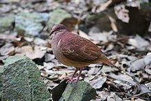 Ruddy quail-dove Ruddy quaildove Wikipedia