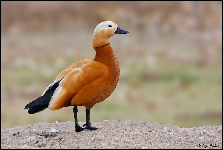 Ruddy shelduck Ruddy Shelduck Page