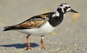 Ruddy turnstone Ruddy turnstone Wikipedia