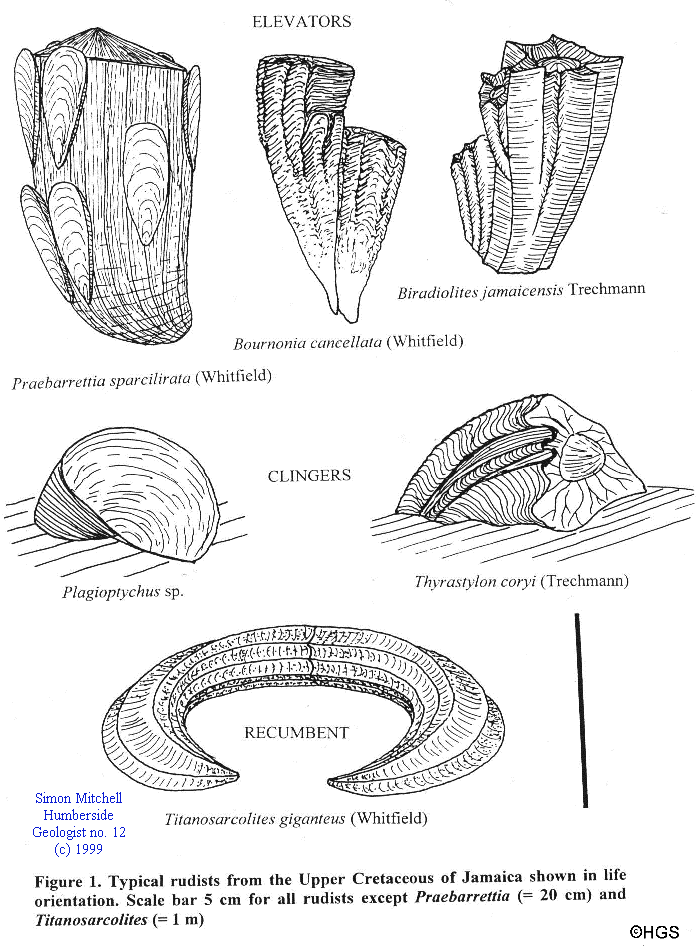 Rudists Rudist bivalves a bizarre group of fossils from the Cretaceous of