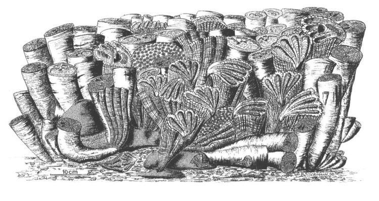 Rudists Rudist formations