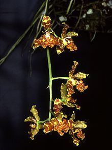 Rudolfiella Rudolfiella floribunda Wikipedia
