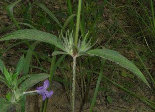 Ruellia caroliniensis Ruellia caroliniensis Carolina wild petunia Discover Life