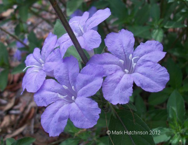 Ruellia caroliniensis Florida Native Plant Society