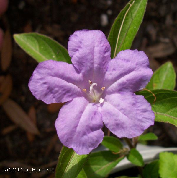 Ruellia caroliniensis Florida Native Plant Society