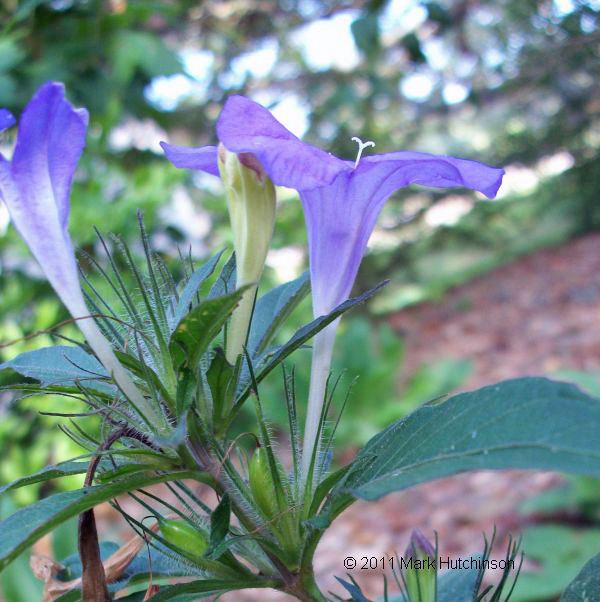 Ruellia caroliniensis Florida Native Plant Society