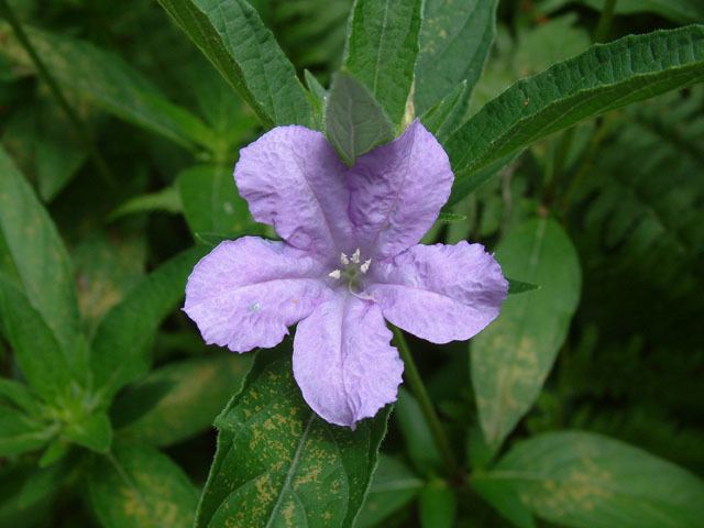 Ruellia caroliniensis Ruellia caroliniensis Carolina wild petunia NPIN