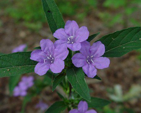 Ruellia caroliniensis Ruellia caroliniensis page