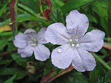 Ruellia caroliniensis httpsuploadwikimediaorgwikipediacommonsthu