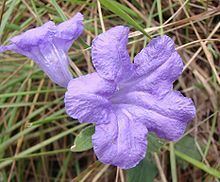 Ruellia geminiflora httpsuploadwikimediaorgwikipediacommonsthu