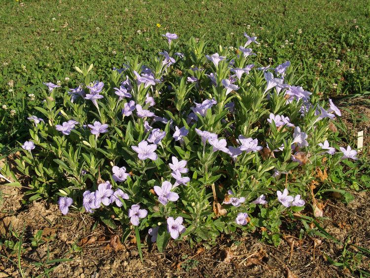 Ruellia humilis Ruellia humilis Jon T Lindstrom Flickr