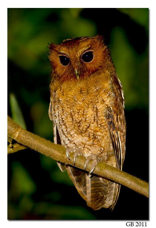 Rufescent screech owl SCREECH OWL