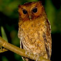 Rufescent screech owl Rufescent Screech Owl Megascops ingens Information Pictures