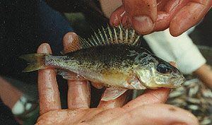 Ruffe Invasion Biology Introduced Species Summary Project Columbia