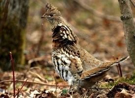 Ruffed grouse Ruffed Grouse Identification All About Birds Cornell Lab of