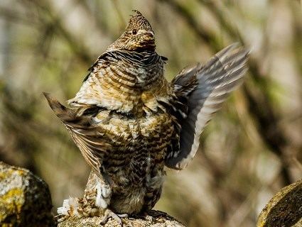 Ruffed grouse Ruffed Grouse Identification All About Birds Cornell Lab of