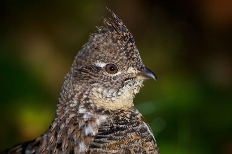 Ruffed grouse grouse facts
