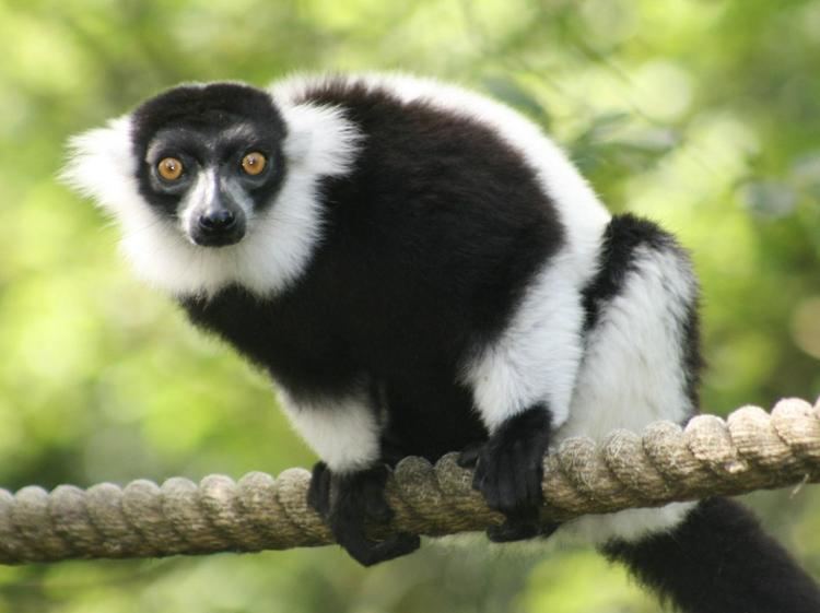 Ruffed lemur Ruffed Lemur Facts History Useful Information and Amazing Pictures