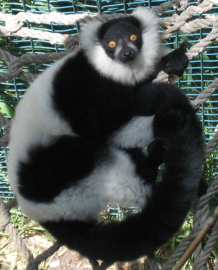 Ruffed lemur Ruffed lemur Wikipedia