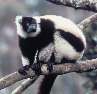 Ruffed lemur Primate Factsheets Ruffed lemur Varecia Taxonomy Morphology
