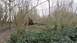 Ruffett and Big Woods httpsuploadwikimediaorgwikipediacommonsthu