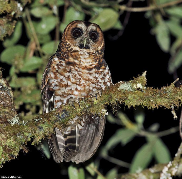 Rufous-banded owl Rufousbanded Owl Strix albitarsis Picture 3 of 5 The Owl Pages