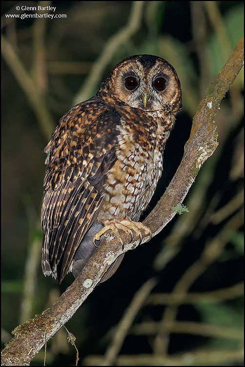 Rufous-banded owl Rufousbanded Owl Strix albitarsis Picture 2 of 5 The Owl Pages