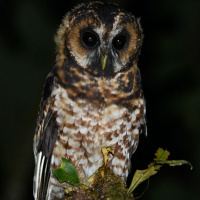 Rufous-banded owl Rufousbanded Owl Strix albitarsis Information Pictures The