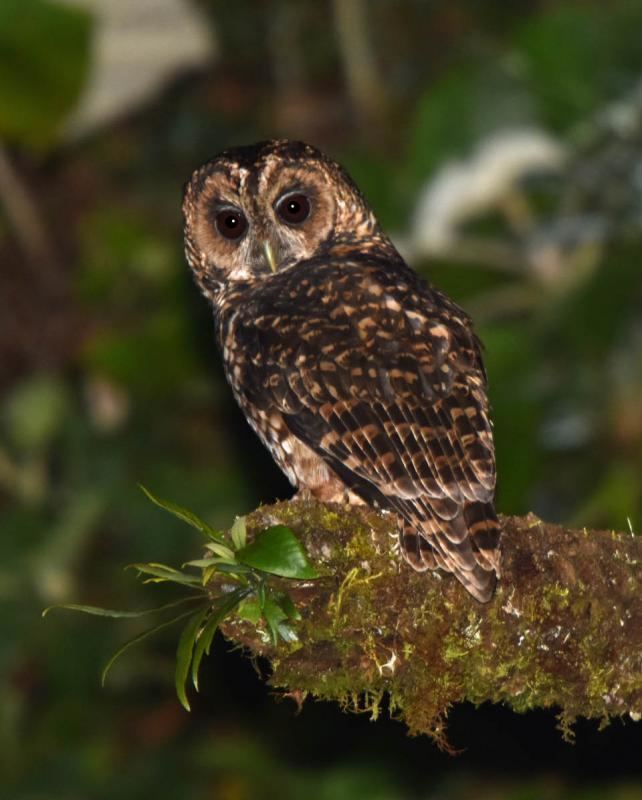 Rufous-banded owl Rufousbanded Owl Ciccaba albitarsis videos photos and sound