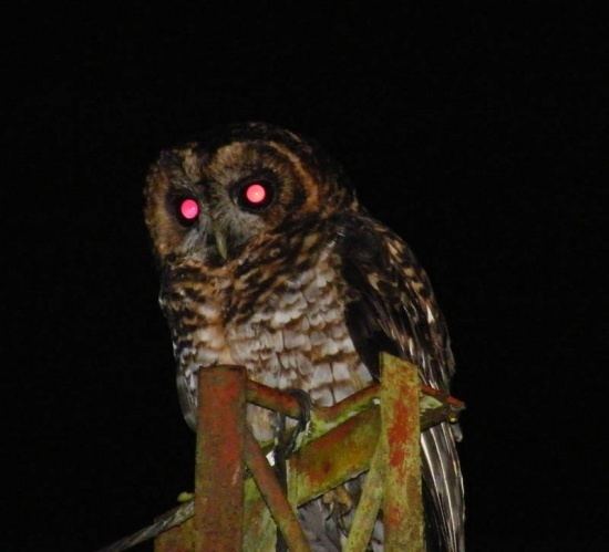Rufous-banded owl Rufousbanded Owl BirdForum Opus