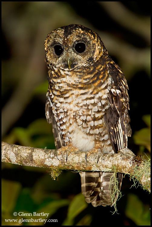 Rufous-banded owl Rufousbanded Owl Strix albitarsis Picture 1 of 5 The Owl Pages