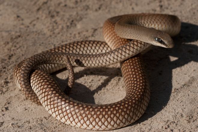 Rufous beaked snake Rufousbeaked snake Okavango Guiding School