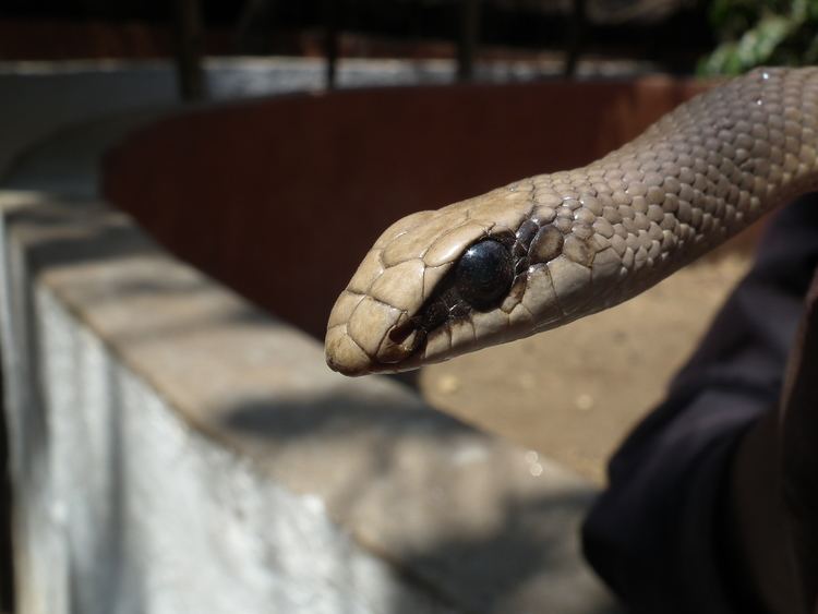 Rufous beaked snake FileRufous Beaked Snake Rhamphiophis oxyrhynchus in Tanzania 5119