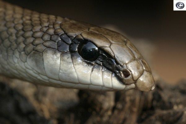 Rufous beaked snake wwwsareptilescozagalleryalbumsuserpics14136