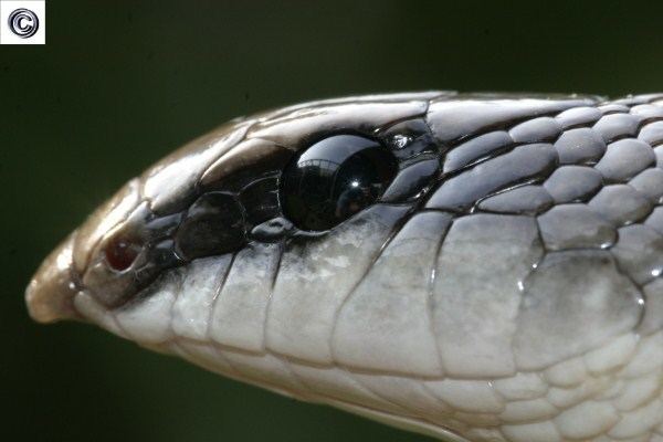 Rufous beaked snake Rufous beaked snakes Rhamphiophis rostratus