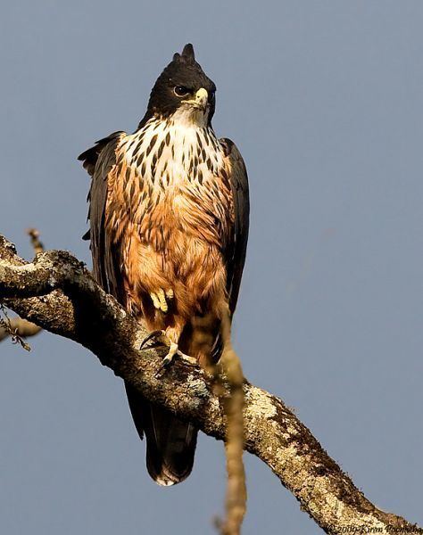 Rufous bellied hawk eagle - Alchetron, the free social encyclopedia