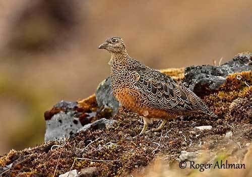 Rufous-bellied seedsnipe Rufousbellied Seedsnipe