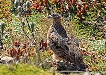 Rufous-bellied seedsnipe httpsuploadwikimediaorgwikipediacommonsthu