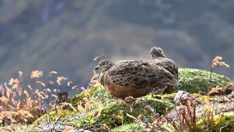 Rufous-bellied seedsnipe Rufousbellied Seedsnipe Papallacta Pass Ecuador YouTube