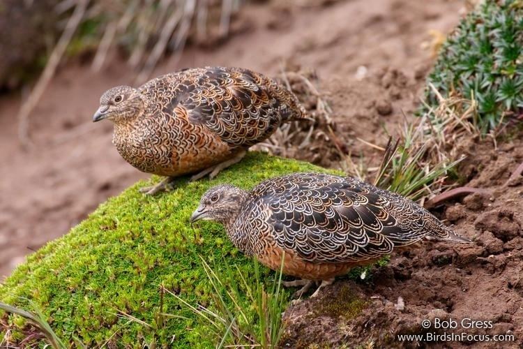 Rufous-bellied seedsnipe Birds in Focus Rufousbellied Seedsnipe