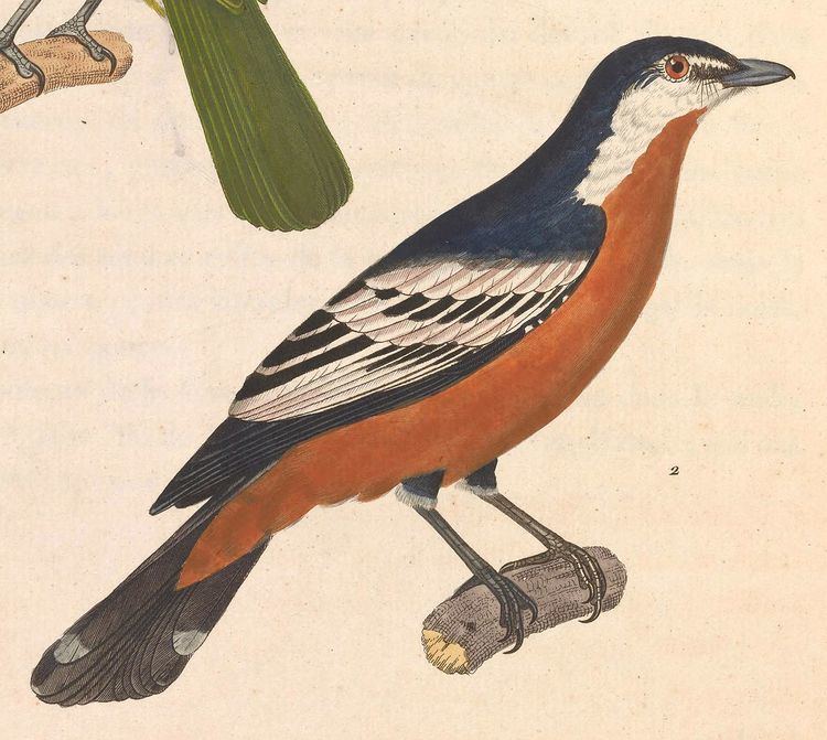 Rufous-bellied triller