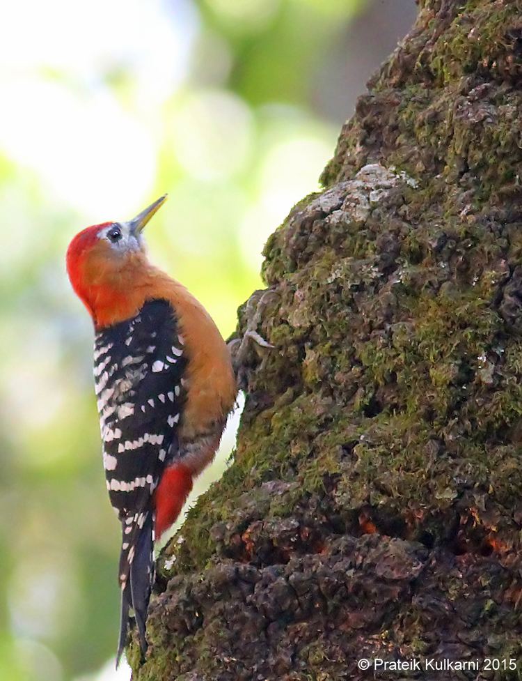 Rufous-bellied woodpecker FileRufousbellied Woodpecker malejpg Wikimedia Commons