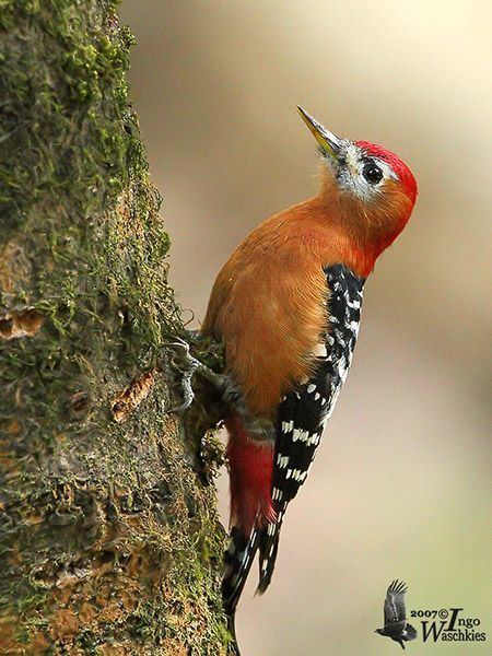 Rufous-bellied woodpecker Oriental Bird Club Image Database Rufousbellied Woodpecker