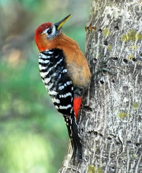 Rufous-bellied woodpecker orientalbirdimagesorgimagesdatarufousbelliedw