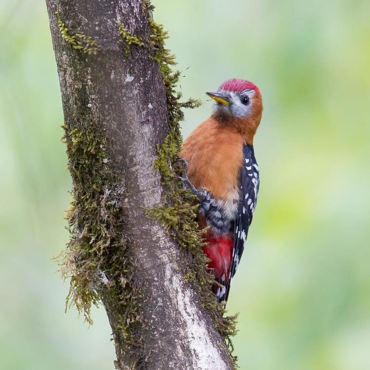 Rufous-bellied woodpecker Rufousbellied Woodpecker Dendrocopos hyperythrus videos photos