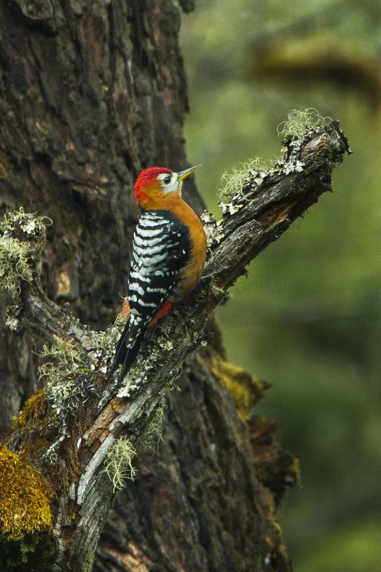 Rufous-bellied woodpecker Rufousbellied woodpecker Wikipedia