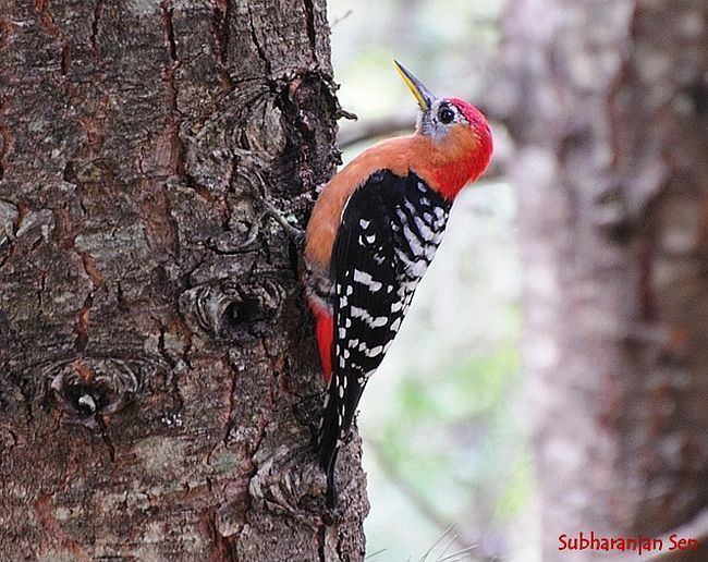 Rufous-bellied woodpecker Oriental Bird Club Image Database Rufousbellied Woodpecker