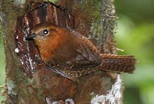 Rufous-browed wren httpsuploadwikimediaorgwikipediacommonsthu