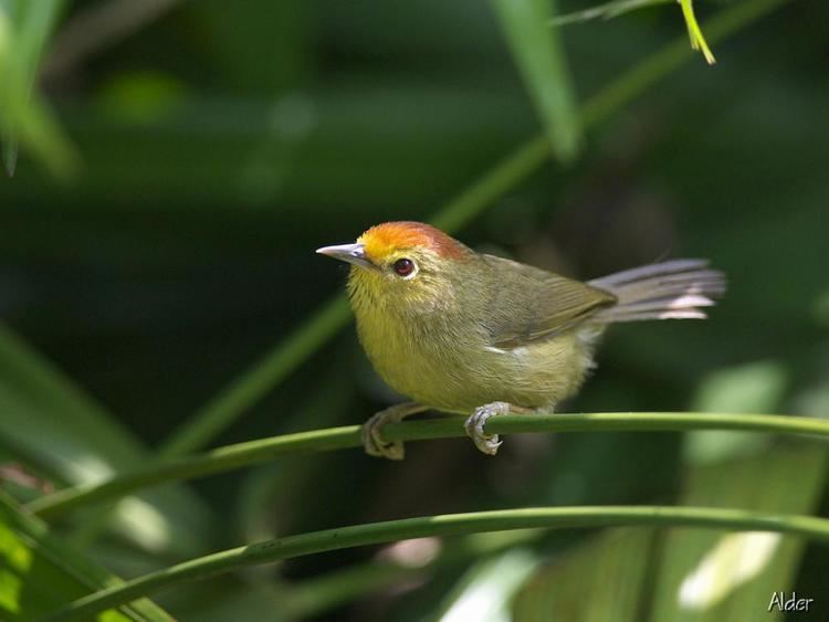 Rufous-capped babbler wwwhbwcomsitesdefaultfilesstylesibc1kpubl