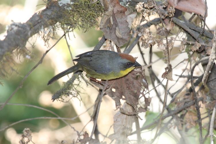 Rufous-capped brush finch FileRufouscapped Brushfinch 2396377630jpg Wikimedia Commons